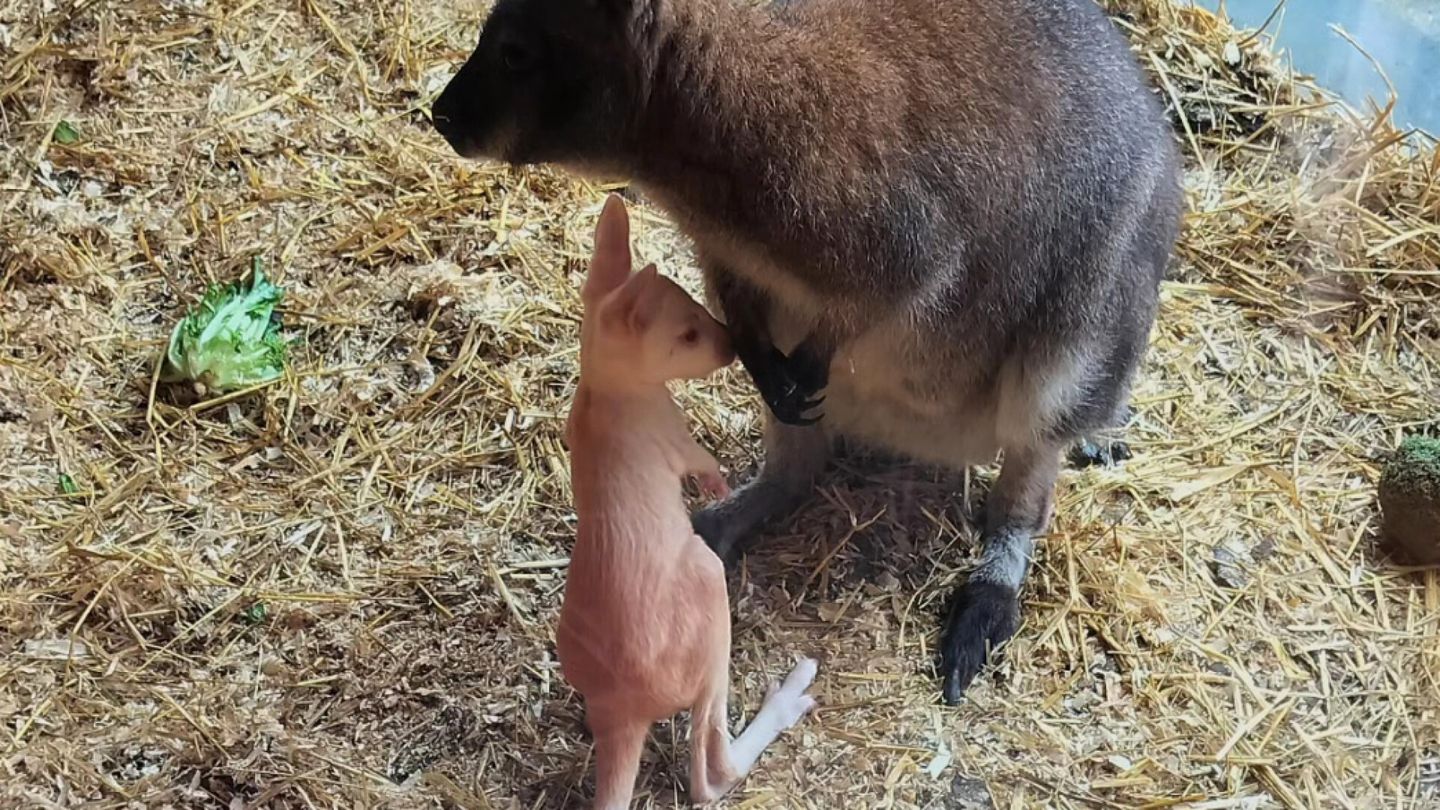 A white kangaroo was born in Lapland Hs.fi