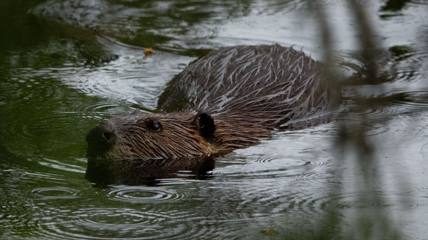 American beaver no longer welcome in Europe