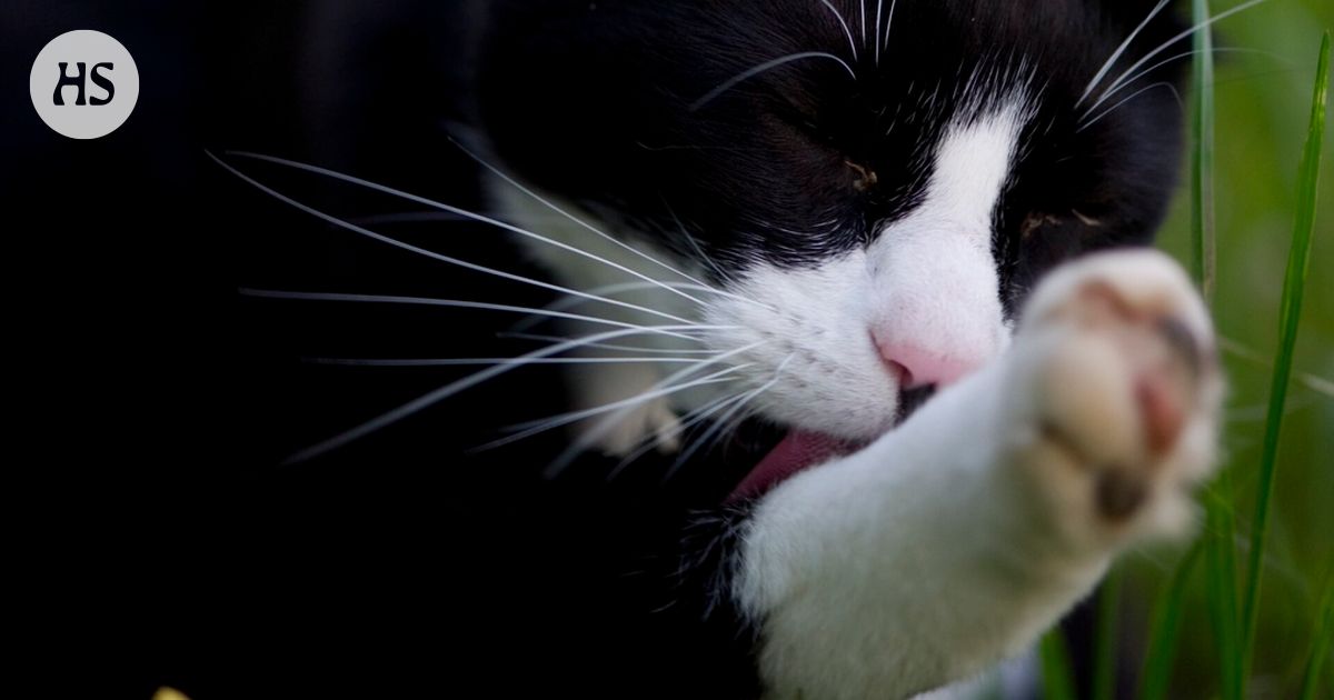 Don’t cats taste bad when they have to wash their poop?