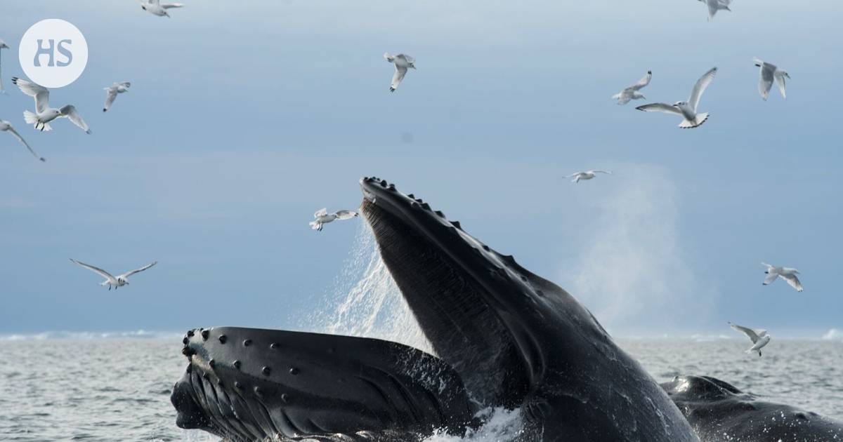 The humpback male exceeded three oceans, identified with the help of a tail