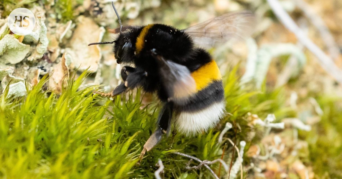 The bumblebee learned the durations of light flashes, although no skill is needed in nature