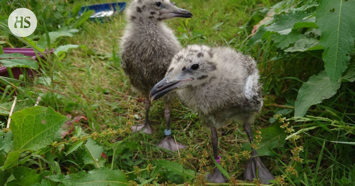 Research: The seagull prefers to eat fish