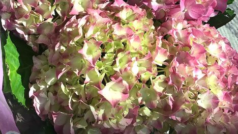 Hurmaava Hortensia On Hyv Vaihtoehto itienp iv ruusulle J ms n Seutu hurmaava-hortensia-on-hyv-vaihtoehto-itienp-iv-ruusulle-j-ms-n-seutu