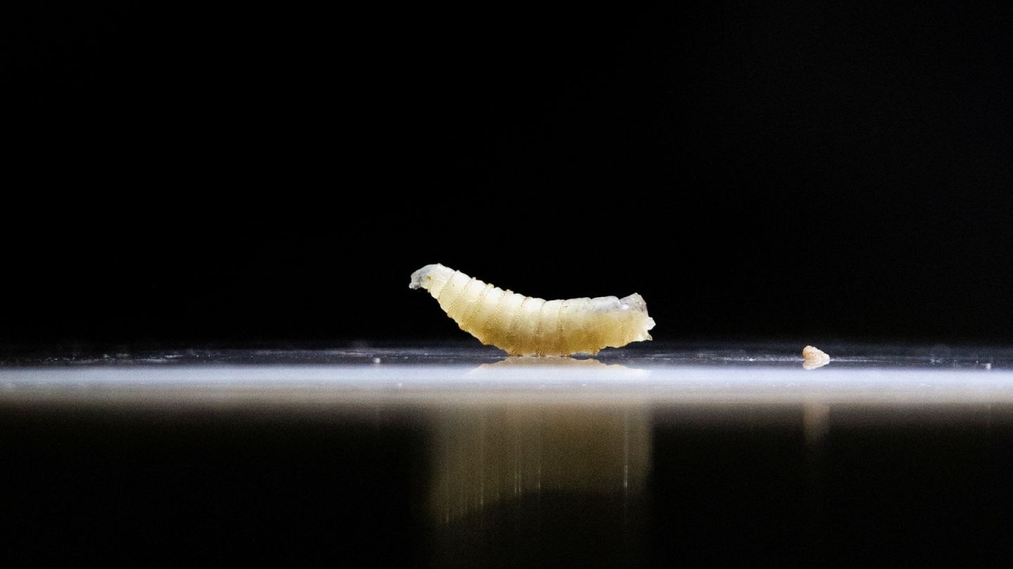 Parasitic fly that eats live tissue detected in U.S. for first time since 1966