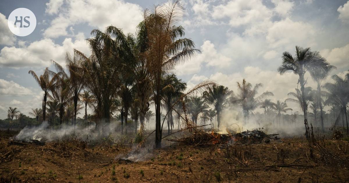 Recent research: If 13 percent less meat were produced in the world, pasture lands could be turned into forests to sequester carbon