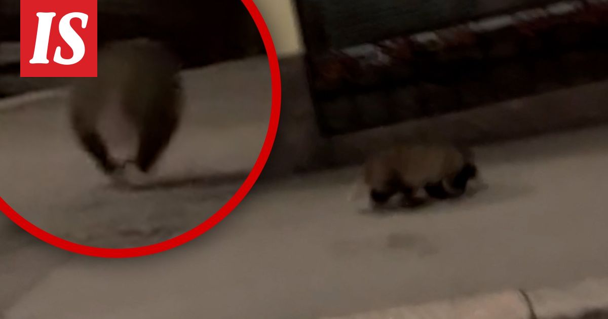 Keskellä Helsinkiä vilisti otus, ei ollutkaan supikoira: ”Vähän samannäköisiä palluroita”