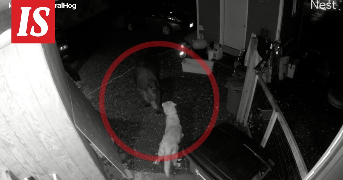 Kultainennoutaja pysyi lujana ja puolusti kotia tunkeilijalta – metsän kuningas joutui nöyrtymään - Ilta-Sanomat