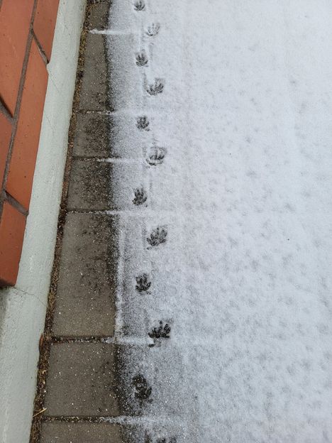 Jälkiä oli pitkä rivi.