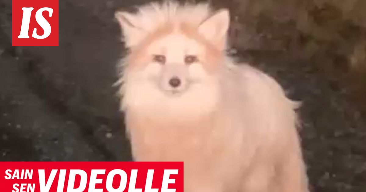 Koiran näköinen otus keskeytti närpiöläisen Narongsakin kotimatkan – Osaatko sanoa, mikä eläin tämä on?