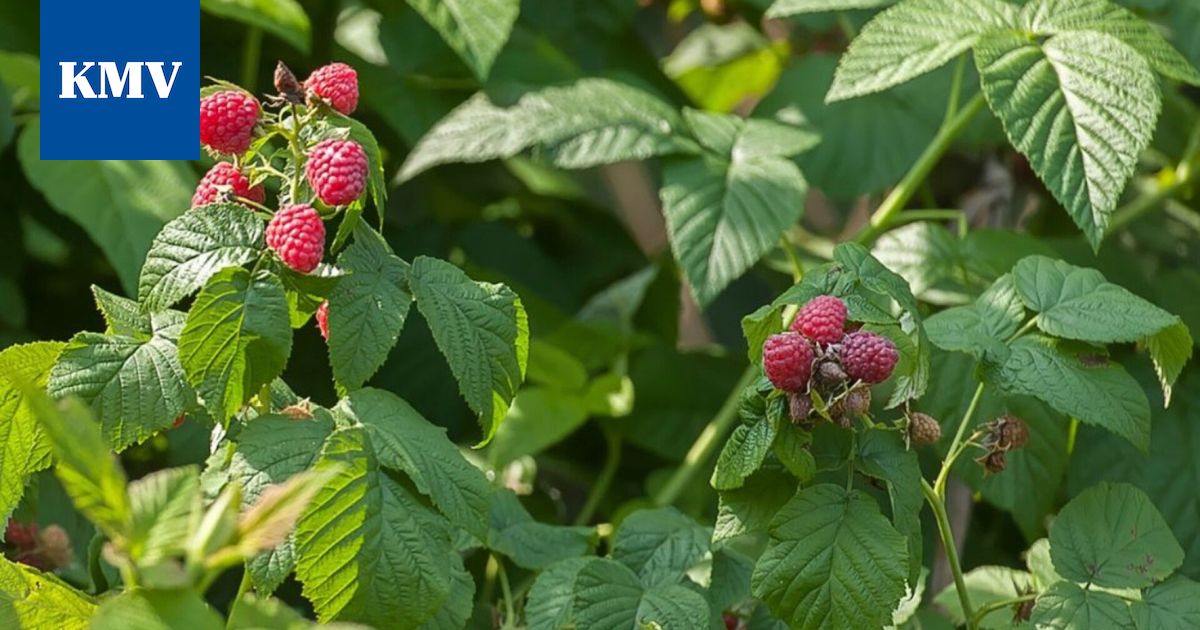 Vadelma Sikurirousku Ja Keto orvokki Ovat Vuoden 2026 Luonnontuotteet 