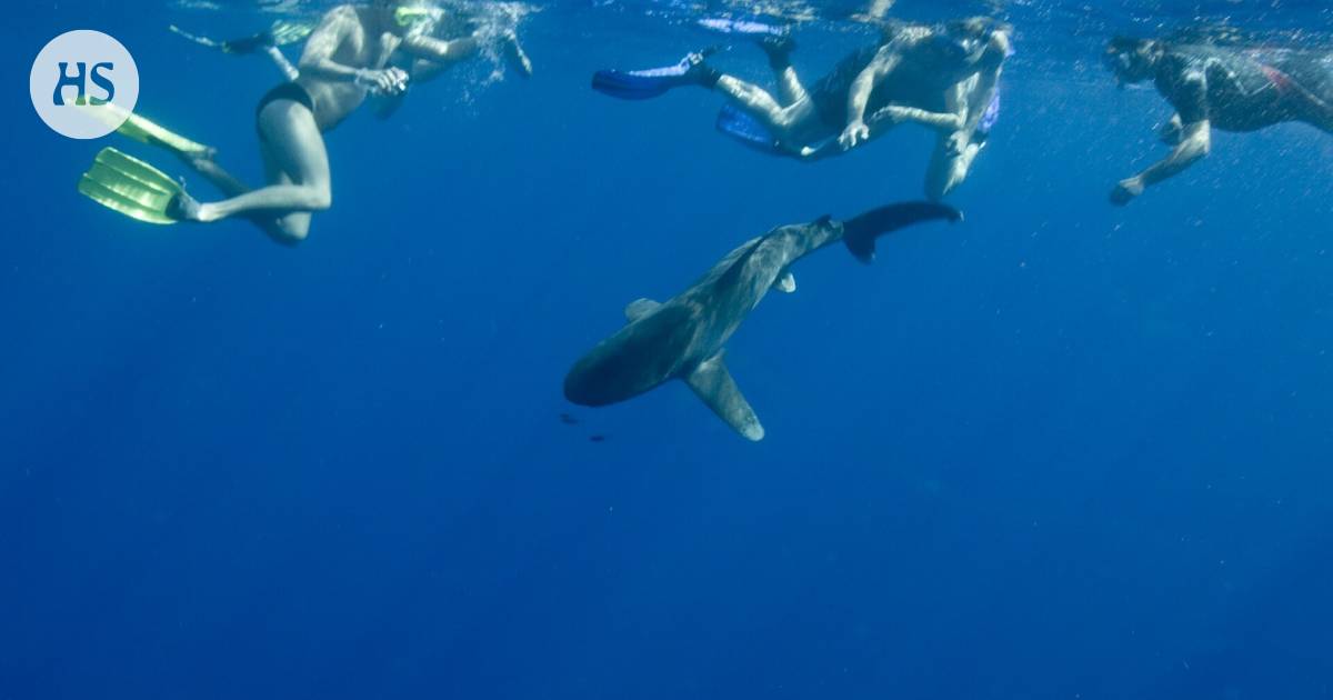 A shark killed a woman on vacation in the Canary Islands – According to the researcher, an attack by a predatory fish is “almost a statistical impossibility”