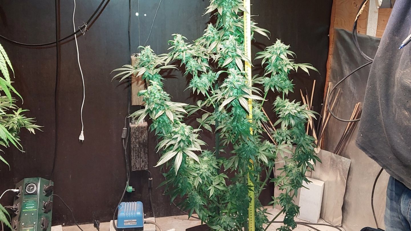 Iso kannabis­kasvattamo löytyi Savosta – poliisi: On voitu myydä suurella volyymilla jatkuvasti