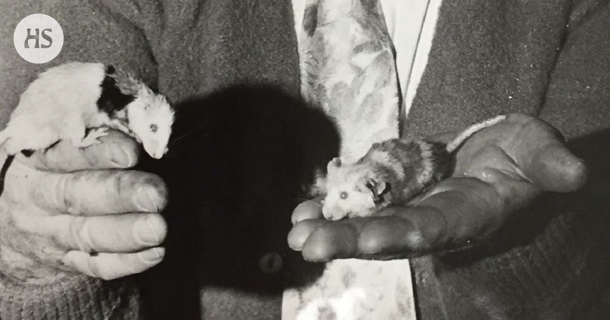 Animal of the week: In a wild experiment, mice multiplied until they could no longer live