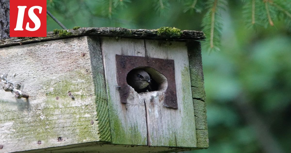 Tässä on vuoden lintu – nukkuu lentäessään
