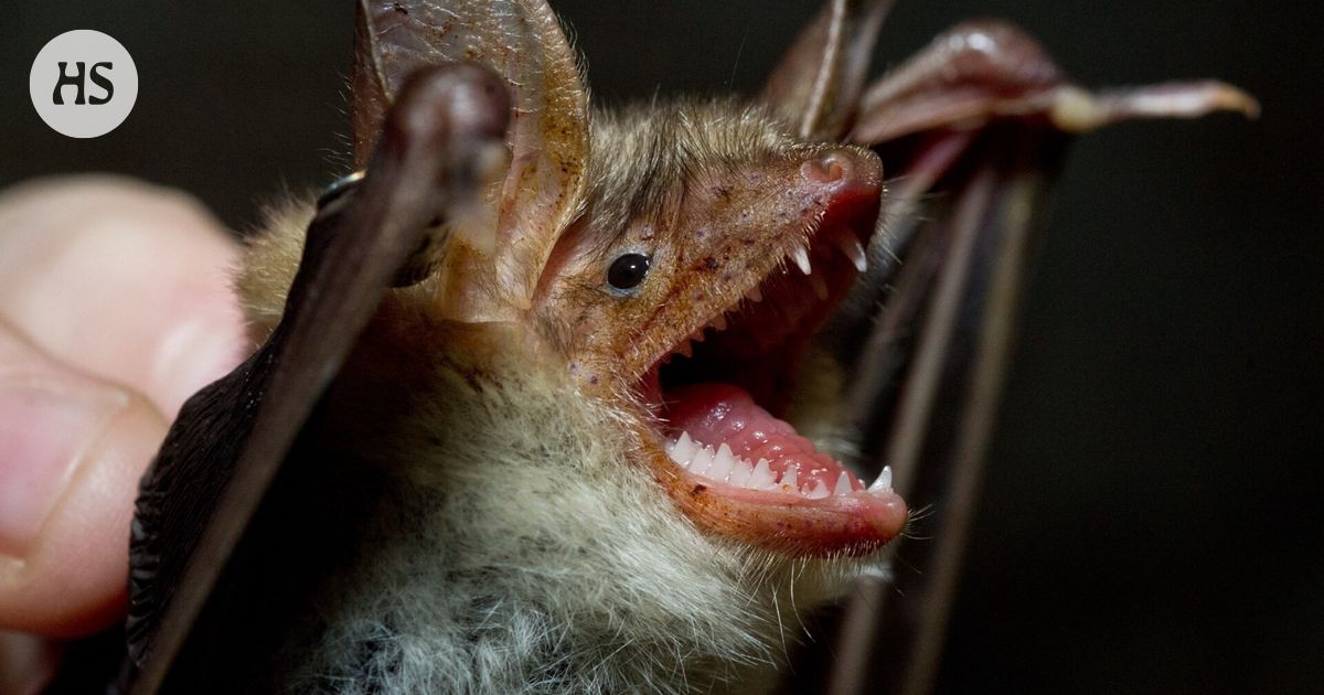 Britain’s “loneliest bat” found a mate