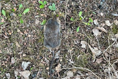 Timo Salo otti kuvan kuolleesta rotasta Haukkalan päiväkodin vieressä. ”Huono homma, viimeksi Haukankadulla on rottaepidemia vuonna 2019”, hän kertoo.