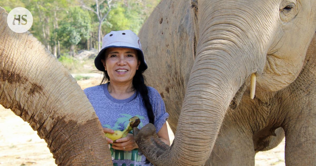 Thailand’s Samui is a beach paradise where you can meet elephants rescued from hard work – and a mummified monk wearing sunglasses