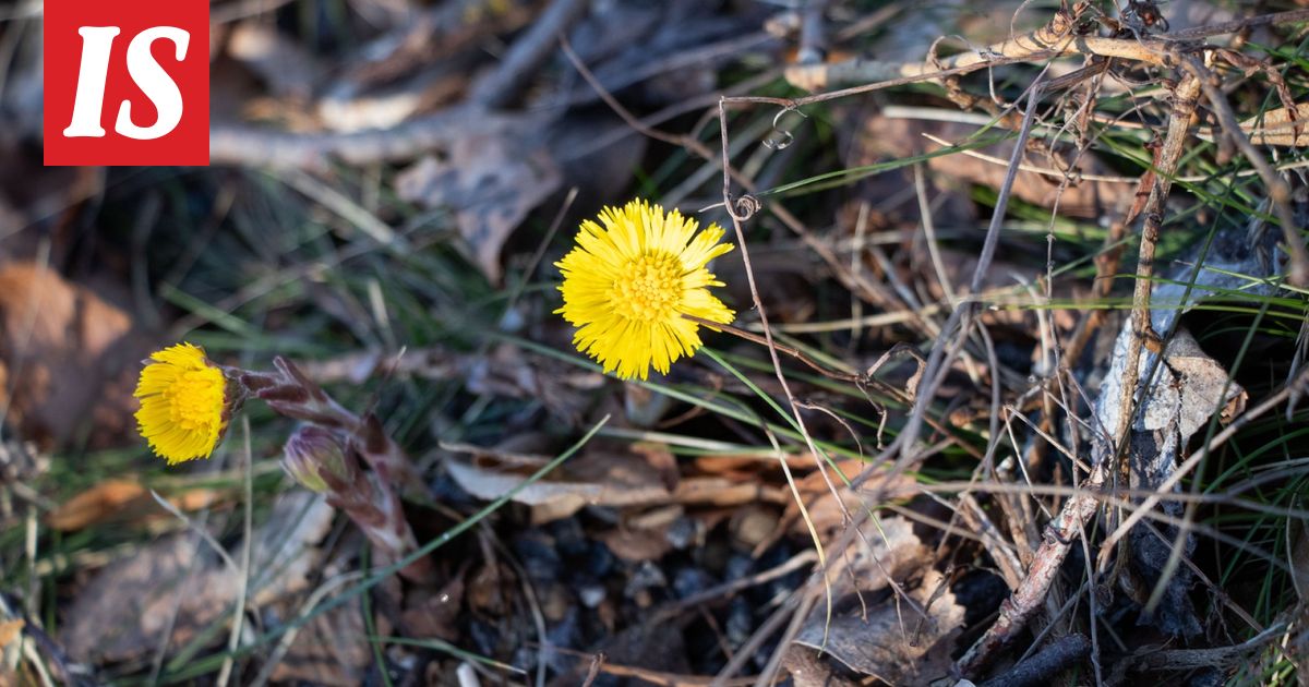 Tunnistatko keväiset kukkijat? 10/10 on kasvi­tieteilijän tulos