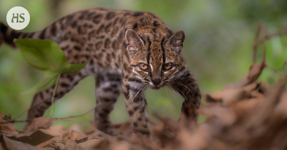 The cat the man found on the side of the road wasn’t tame after all: It turned out to be a new species
