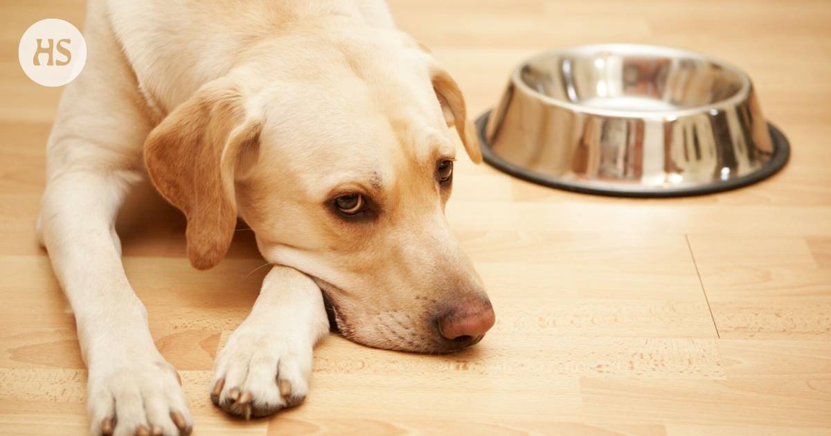 Research: A stressed person’s dog does not believe that food is available