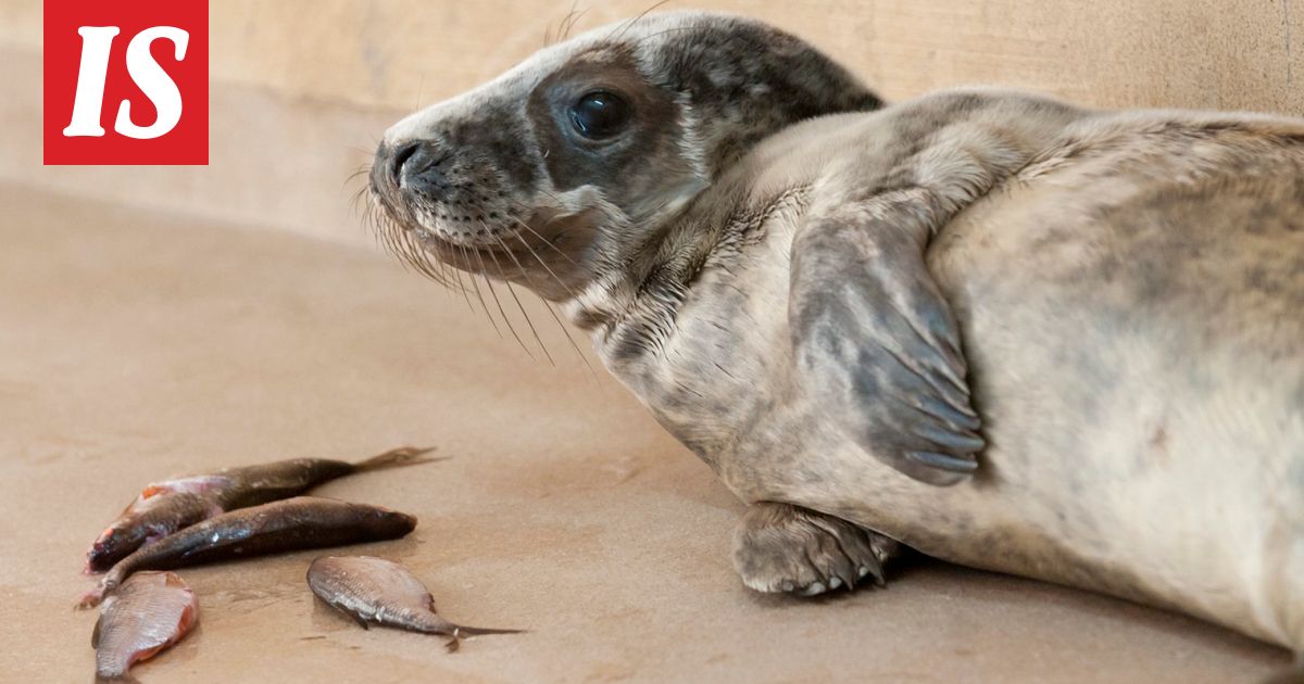 Taas kuutti hädässä Kokkolassa