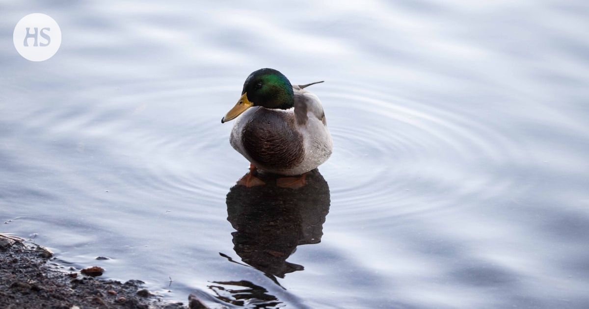 Over-monitoring exposes the bird to predators