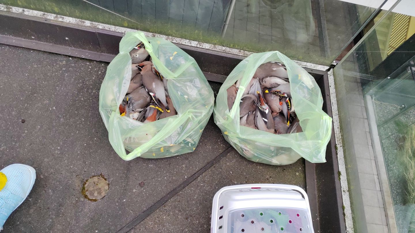 Espoo | ”Dystooppinen näky”, kuvailee yhdistys tilhien joukko­­­kuolemia