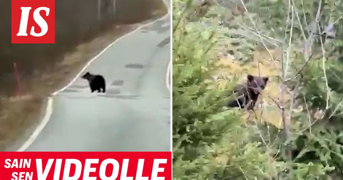 Jorma havahtui aamulla tiellä näkyneeseen ”möhkäleeseen” – asiantuntijalta selkeä ohjeistus