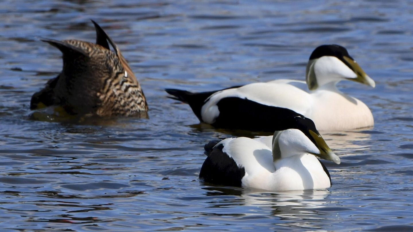Tutkimukset | Erittäin uhan­alaisista linnuista löytyi aurinko­rasvan kemikaaleja
