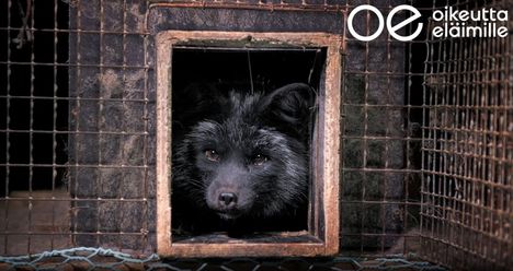Pysäytyskuva Oikeutta eläimille -järjestön luolakoirien testaamisesta kuvatusta salavideosta.