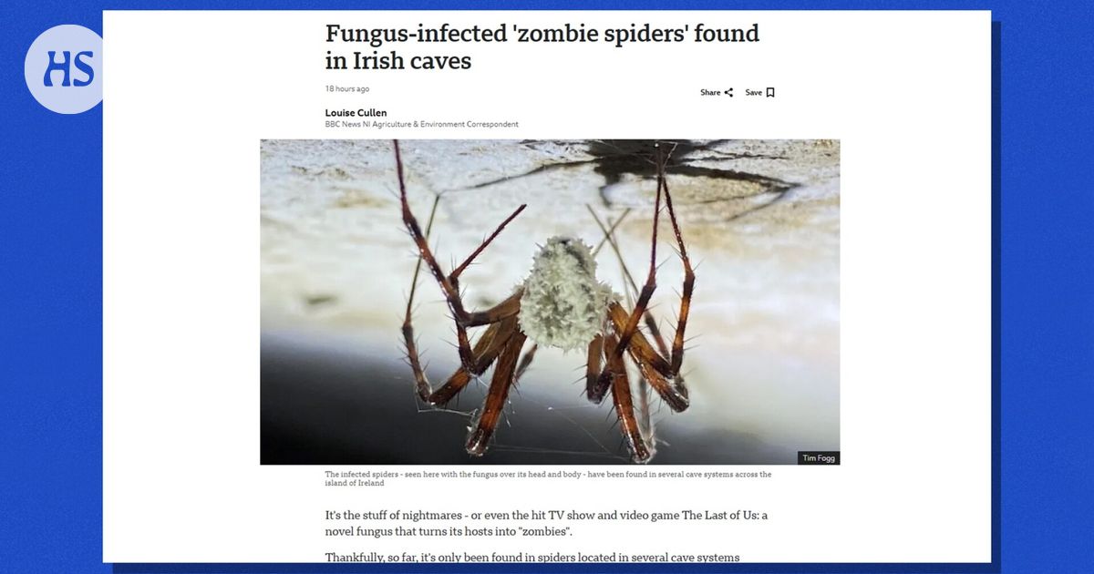 The Last of US becomes true: zombie spiders affected by fungi were found in Ireland