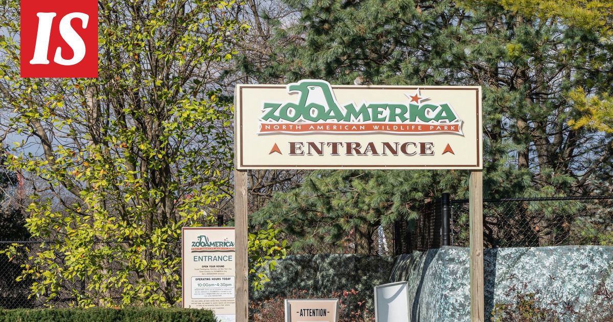 Vanhemmat räpläsivät kännyköitään – taaperon käsi joutui suden suuhun