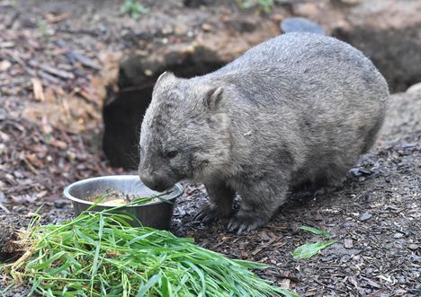 Tutkijat Ratkaisivat Visaisen Arvoituksen Miksi Vompatti Kakkaa tutkijat-ratkaisivat-visaisen-arvoituksen-miksi-vompatti-kakkaa