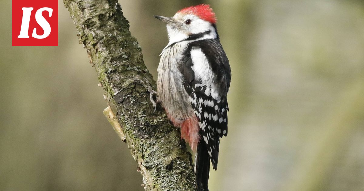 Erittäin harvinainen lintu havaittu Suomessa – viime kerrasta 15 vuotta