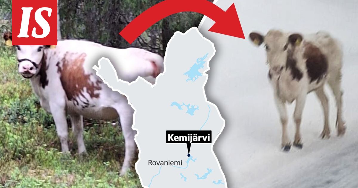 Kyytt On Ollut Kemij rvell Karkuteill Elokuusta Asti Ilta Sanomat kyytt-on-ollut-kemij-rvell-karkuteill-elokuusta-asti-ilta-sanomat