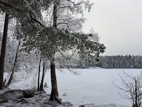 Huurteiset puut. Kuvaaja: Paula Lindström