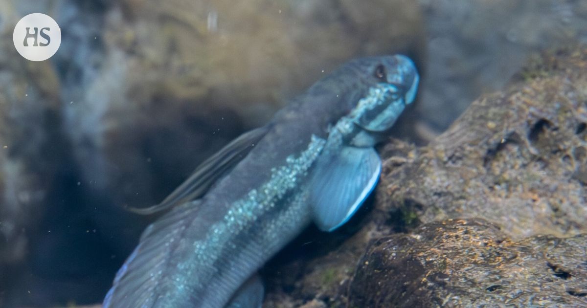 The fish rises from the waterfall only with its mouth