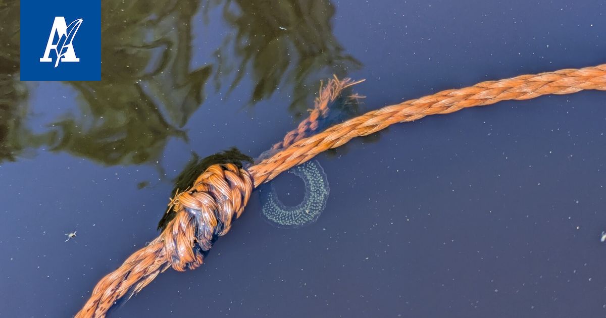 Swarming Rope Outo limarinkula löytyi laiturin narusta Parkanossa – Asiantuntija ...