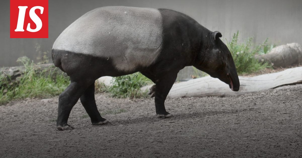 Saksalaisessa eläintarhassa syntyi harvinainen poikanen