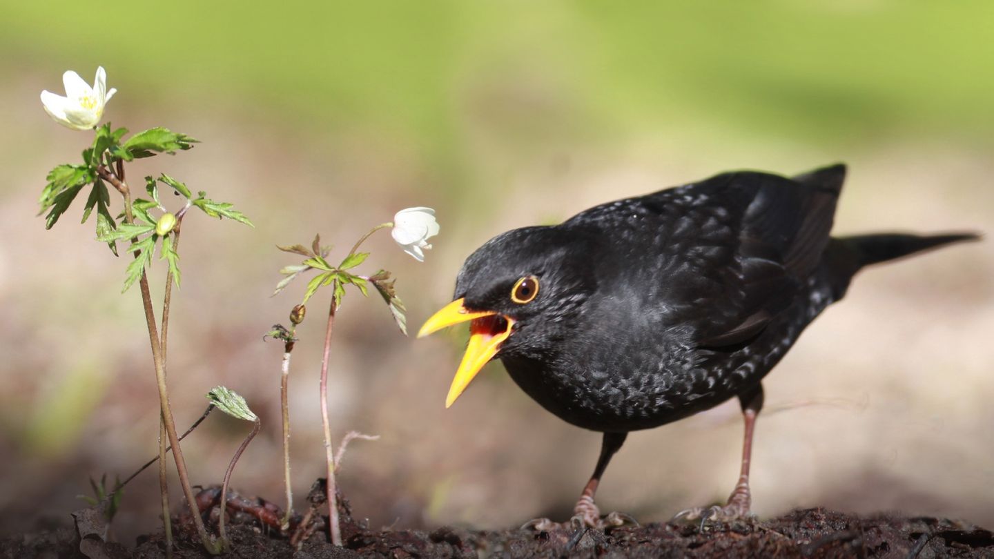 In an Experiment, Women Scared City Birds More Than Men Did