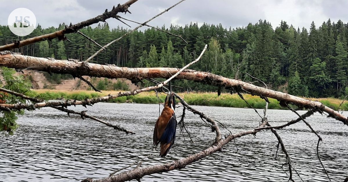 rimm isen Uhanalainen Kuningaskalastaja L ytyi Kuolleena Takertuneena rimm-isen-uhanalainen-kuningaskalastaja-l-ytyi-kuolleena-takertuneena