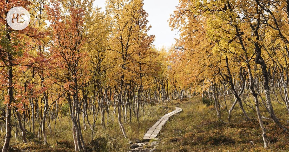 Pelastetaan Käsivarren erämaa-alue | HS.fi