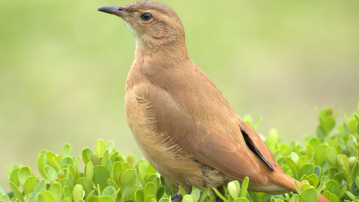 Argentina's national bird: the humble, oven-building hornero