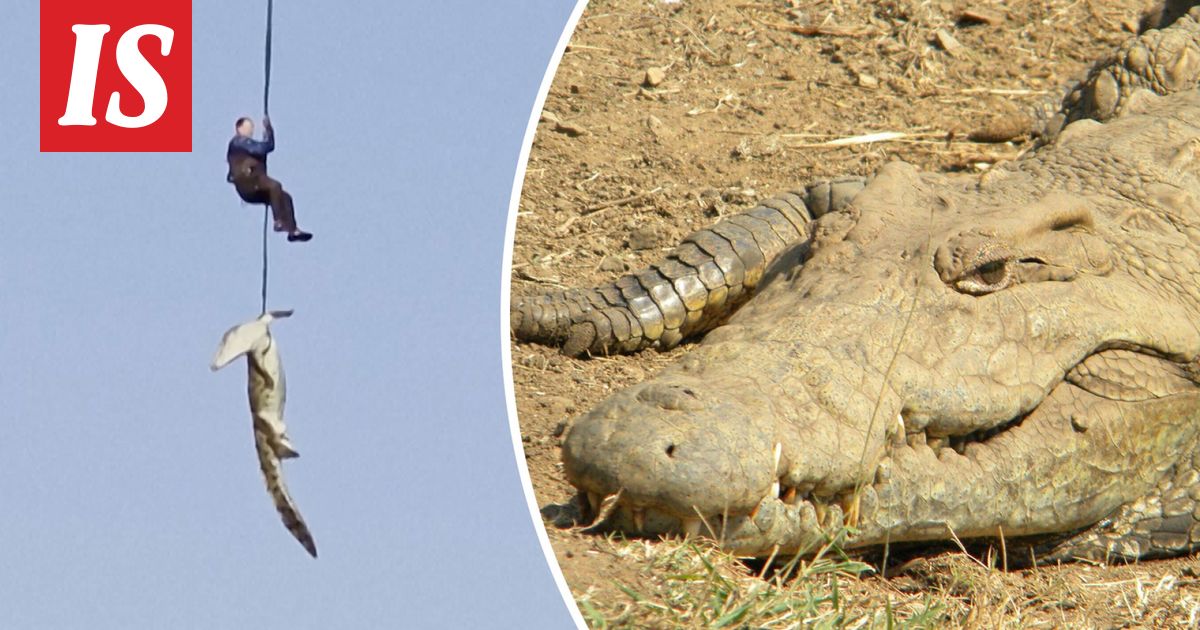 Mies katosi – krokotiilin sisältä järkyttävä löytö