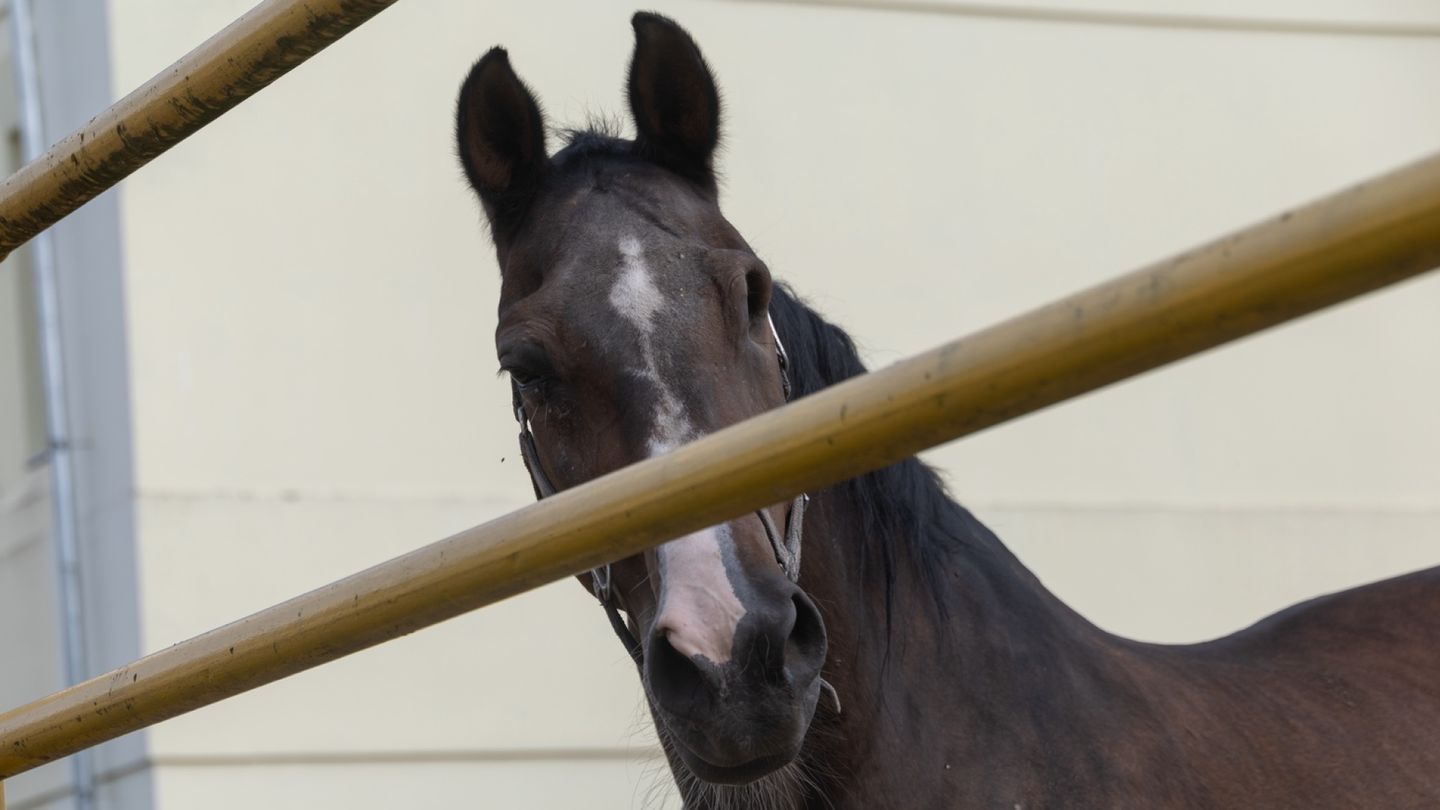 Horses Can Smell Human Fear, Study Finds