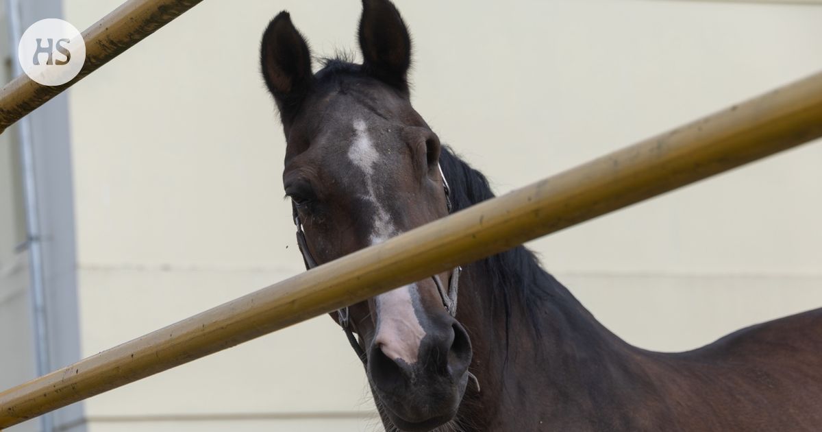 A horse smells a person’s fear