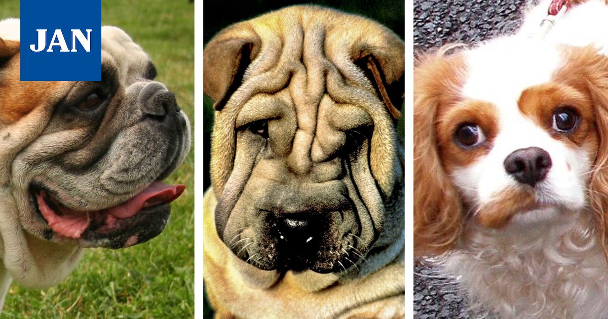 El inl k ri Listaa Koirarodut Joita Kenenk n Ei Pit isi Ottaa el-inl-k-ri-listaa-koirarodut-joita-kenenk-n-ei-pit-isi-ottaa