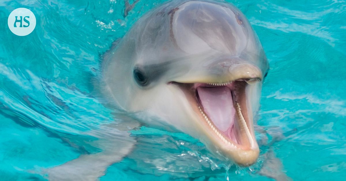 Dolphins and many other mammals smile while playing