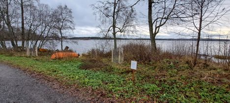 Kynäjalava on uhanalainen ja rauhoitettu laji, jonka tuhoamisesta voi joutua maksamaan korvauksia. Istutusalueelle on viety kylttejä, joissa kerrotaan, että alueelle istutetut kynäjalavan taimet ovat rauhoitettuja, eikä niihin pidä koskea.