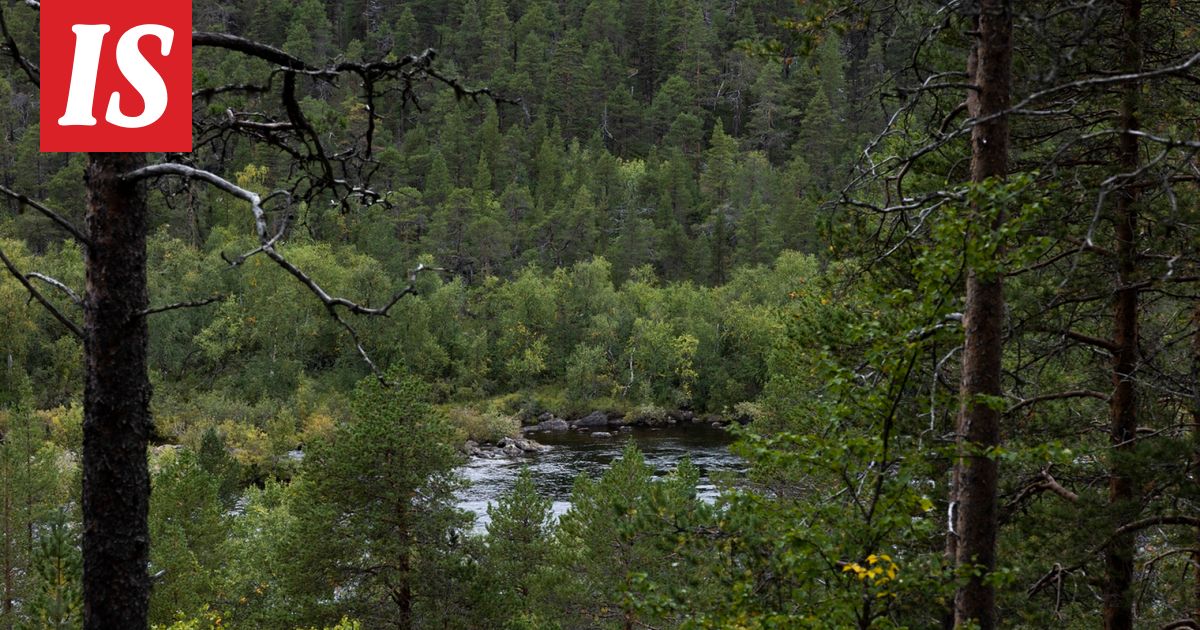 Mies ja poika jäivät puu­kasan alle puristuksiin Lapissa